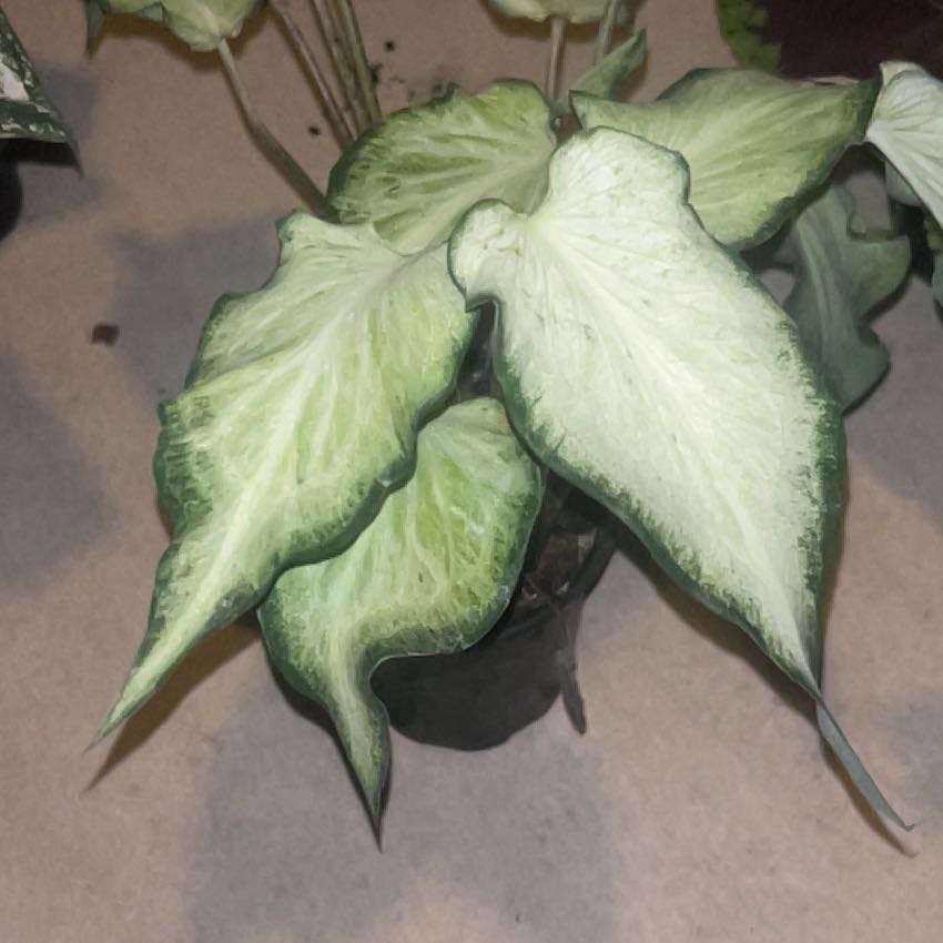 Photo of the plant species Caladium White Queen by @HeirWeed52 named Osmo on Greg, the plant care app