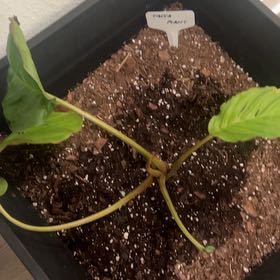Photo of the plant species Black Bat Flower by @HeirWeed52 named Midnight on Greg, the plant care app