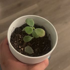 Photo of the plant species Dwarf Jade Plant by @HeirWeed52 named Achilles on Greg, the plant care app