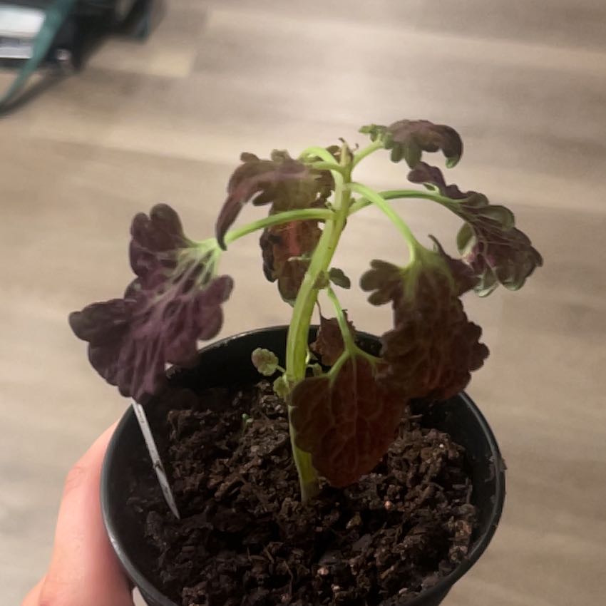 Photo of the plant species Black Dragon Coleus by @HeirWeed52 named Bodhi on Greg, the plant care app