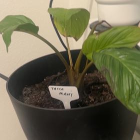 Photo of the plant species Black Bat Flower by @HeirWeed52 named Plato on Greg, the plant care app