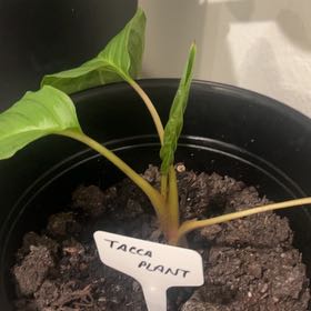 Photo of the plant species Black Bat Flower by @HeirWeed52 named Gomez on Greg, the plant care app