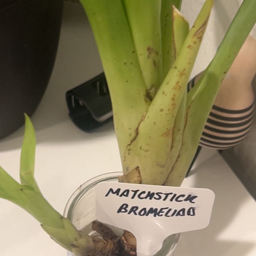 Photo of the plant species Matchstick bromeliad by @HeirWeed52 named Cleopatra on Greg, the plant care app