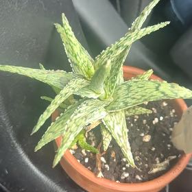 Photo of the plant species Pink Blush Aloe by @FastTrextoes1 named Winston on Greg, the plant care app