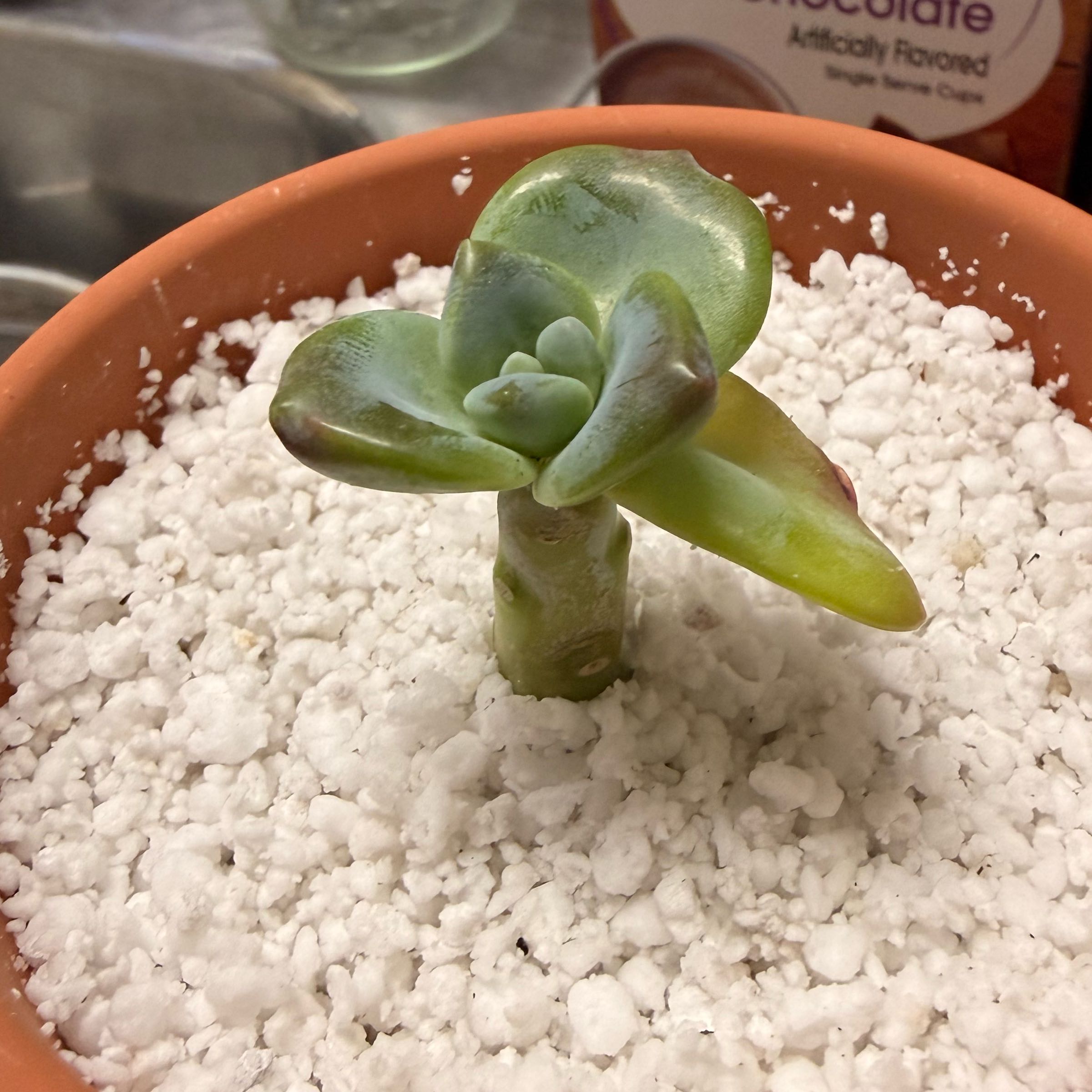 Photo of the plant species Five Stamen Graptopetalum by @DearBroom6 named Bill on Greg, the plant care app