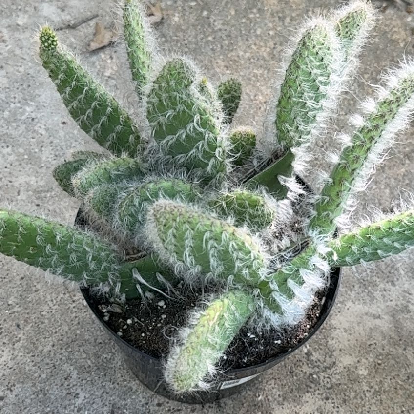 Photo of the plant species Navajo Bridge Prickly Pear by @LucidKowhai8 named Aristotle on Greg, the plant care app