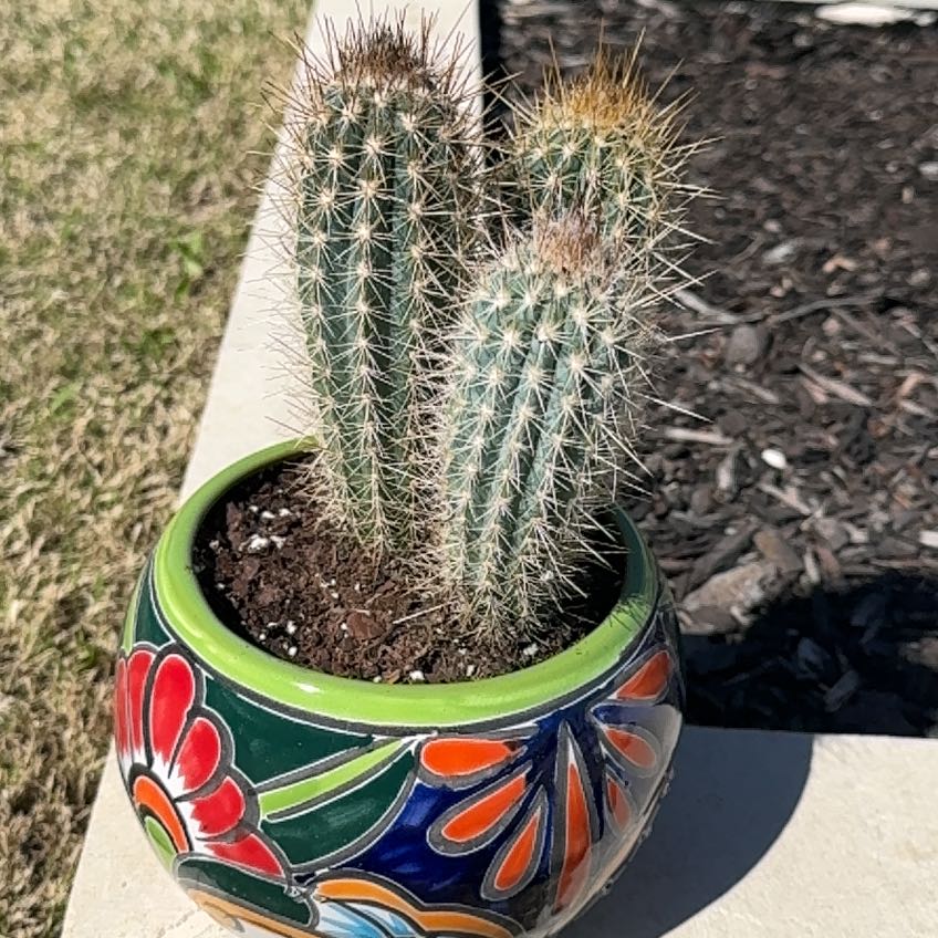 Photo of the plant species Pilosocereus baumii by @Carterporier91 named Astro on Greg, the plant care app