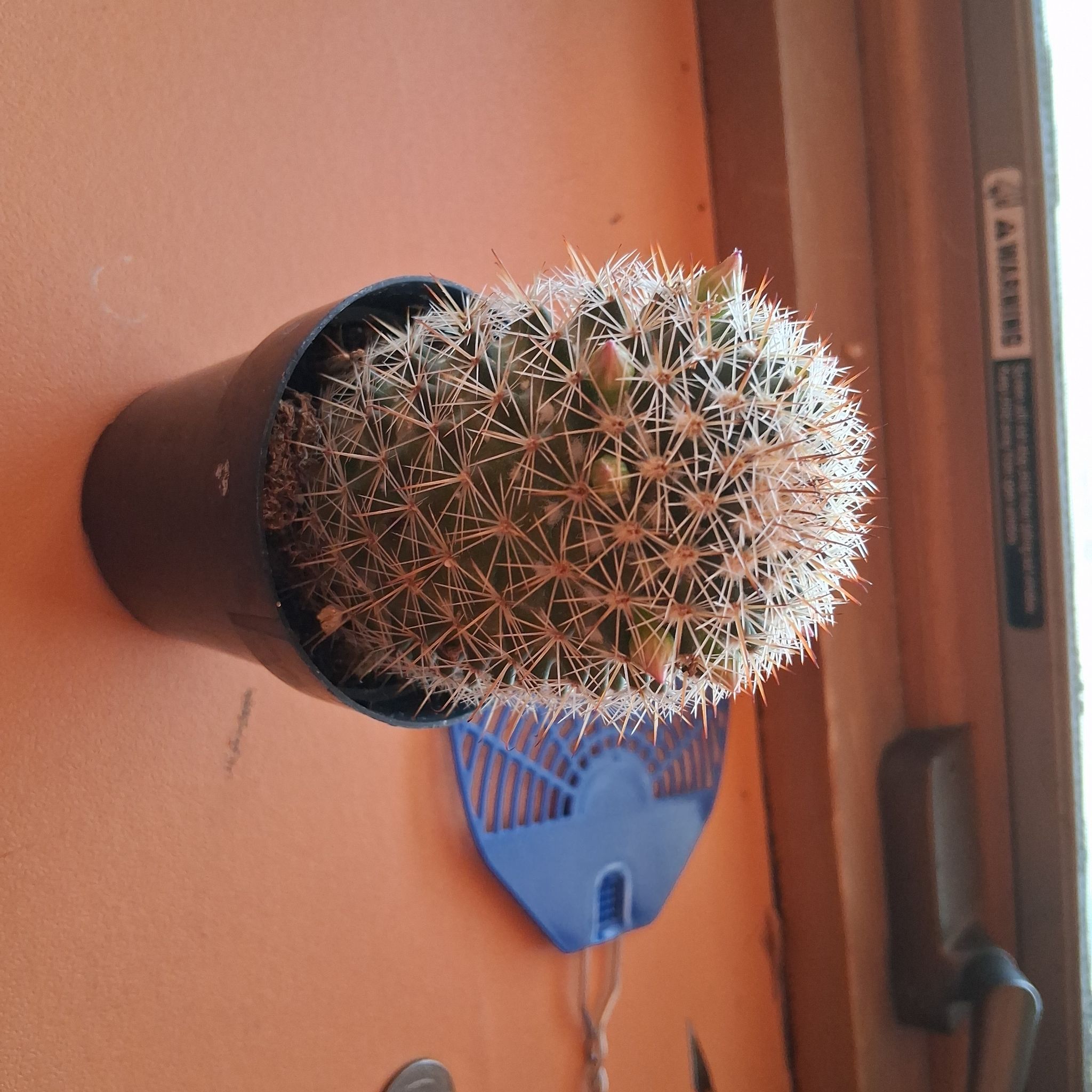 Photo of the plant species Mammillaria spinosissma f. rubrispina by @FunMoonglow30 named Sir.Stabbington on Greg, the plant care app