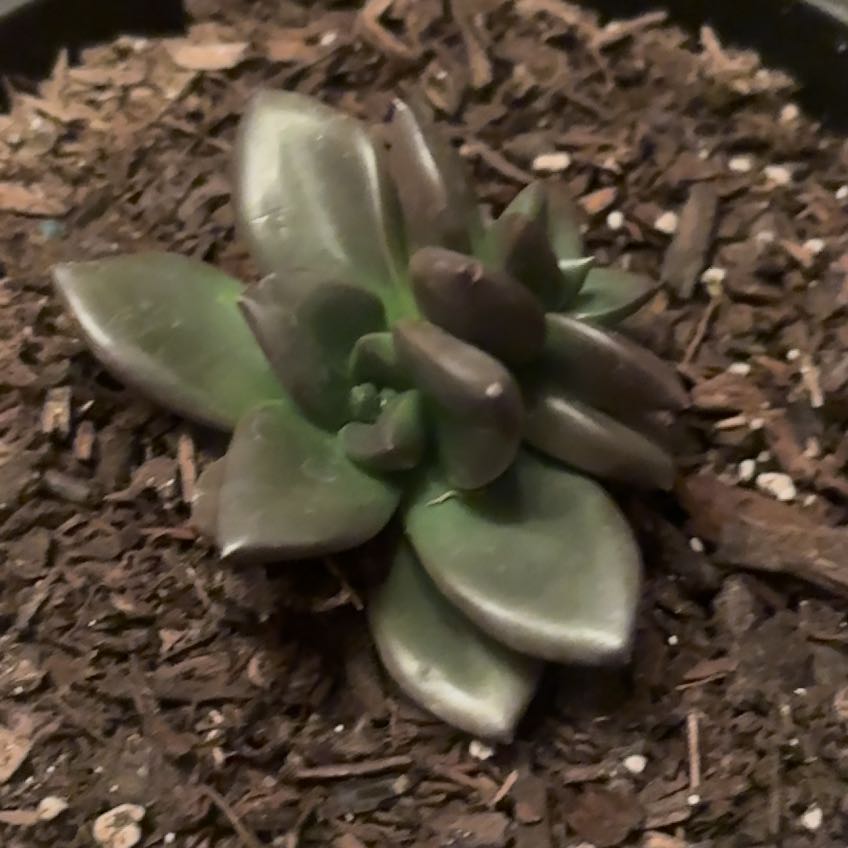 Photo of the plant species Echeveria 'Licorice' by @HipDamiana76 named Tolkien on Greg, the plant care app