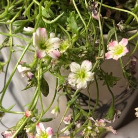 Photo of the plant species Mossy Saxifrage by @MuscularHedera named Naomi on Greg, the plant care app