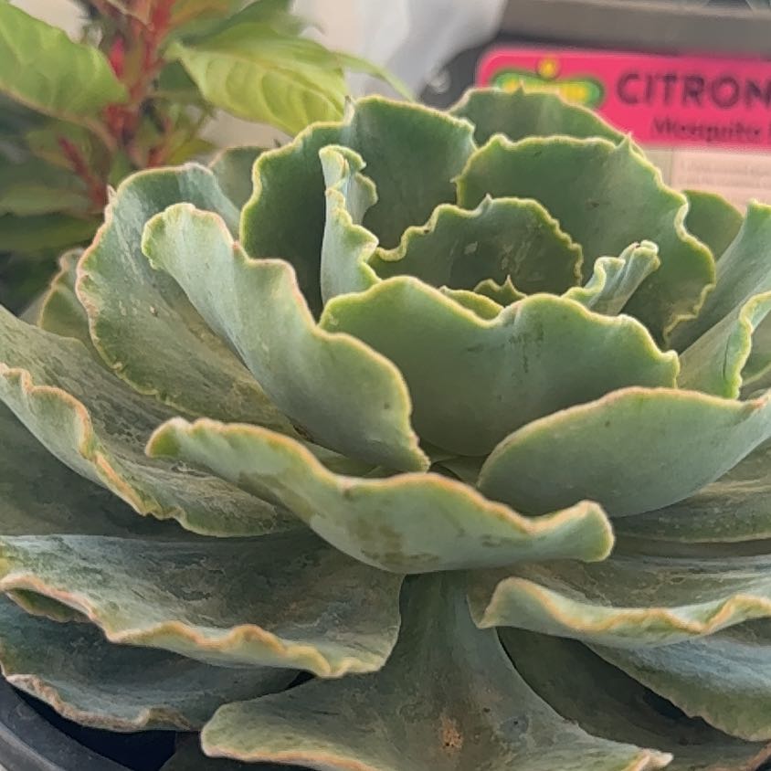 Photo of the plant species Succulent by @ProviderPhlox45 named Tolkien on Greg, the plant care app