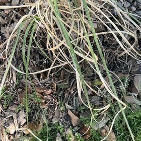 Photo of the plant species Pampas Grass by @ProviderPhlox45 named Ulysses S Plant on Greg, the plant care app