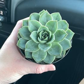 Photo of the plant species Hen And Chicks by @RefinedKaraka93 named Huckleberry Fern on Greg, the plant care app