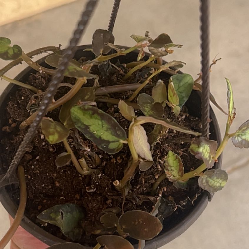 Photo of the plant species Exotic Angel by @PrincePansy30 named Wall-E on Greg, the plant care app