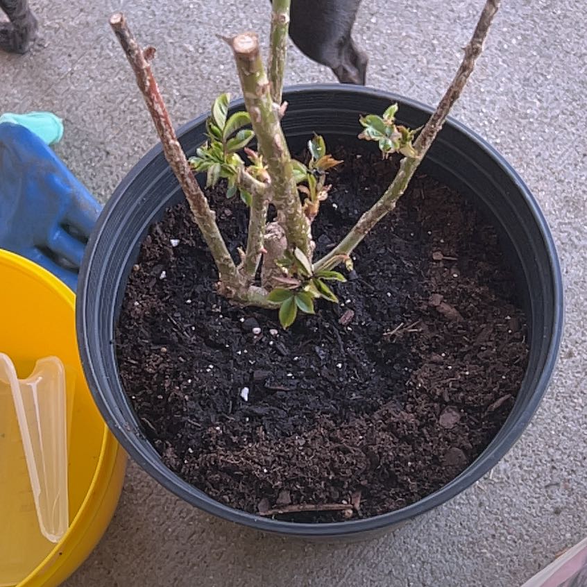 Photo of the plant species Climbing Rose 'Rumba' by @JollyCacto13 named Robert Plant on Greg, the plant care app