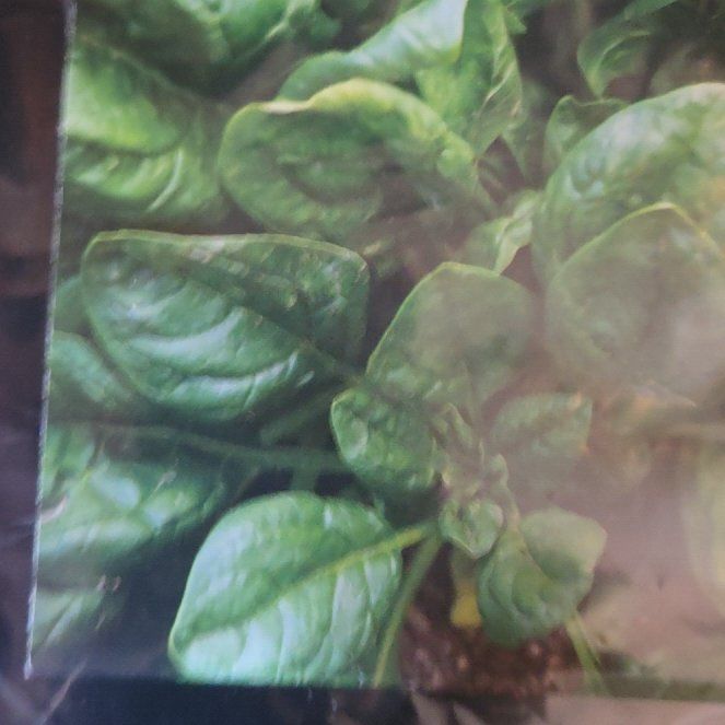 Photo of the plant species Malabar Spinach by @BigwigLovage27 named Demi on Greg, the plant care app