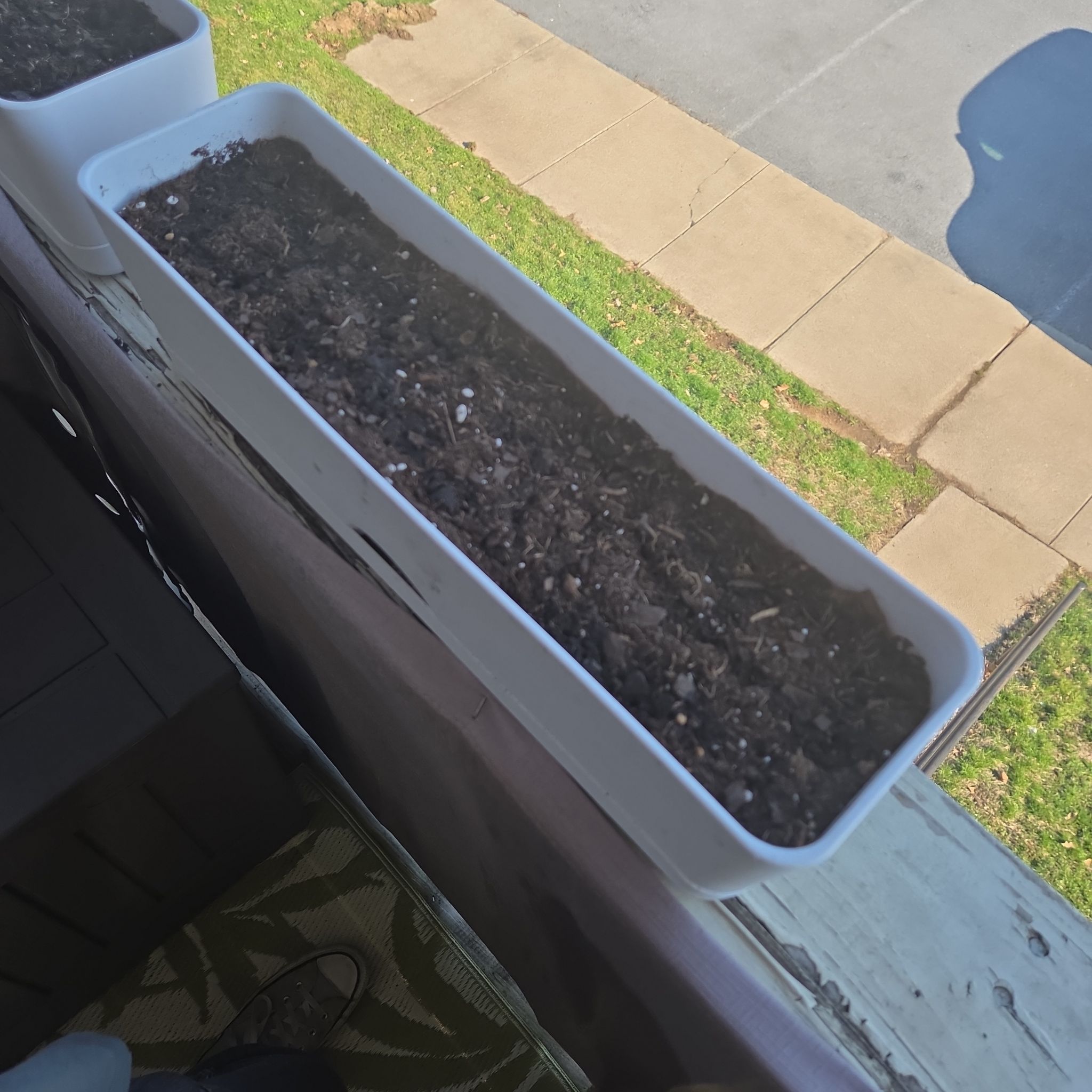 Photo of the plant species Lettuce 'Black Seeded Simpson' by @BigwigLovage27 named Michelle Branch on Greg, the plant care app