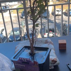 Photo of the plant species Red Raspberry by @UltimateRedwood named Walt on Greg, the plant care app