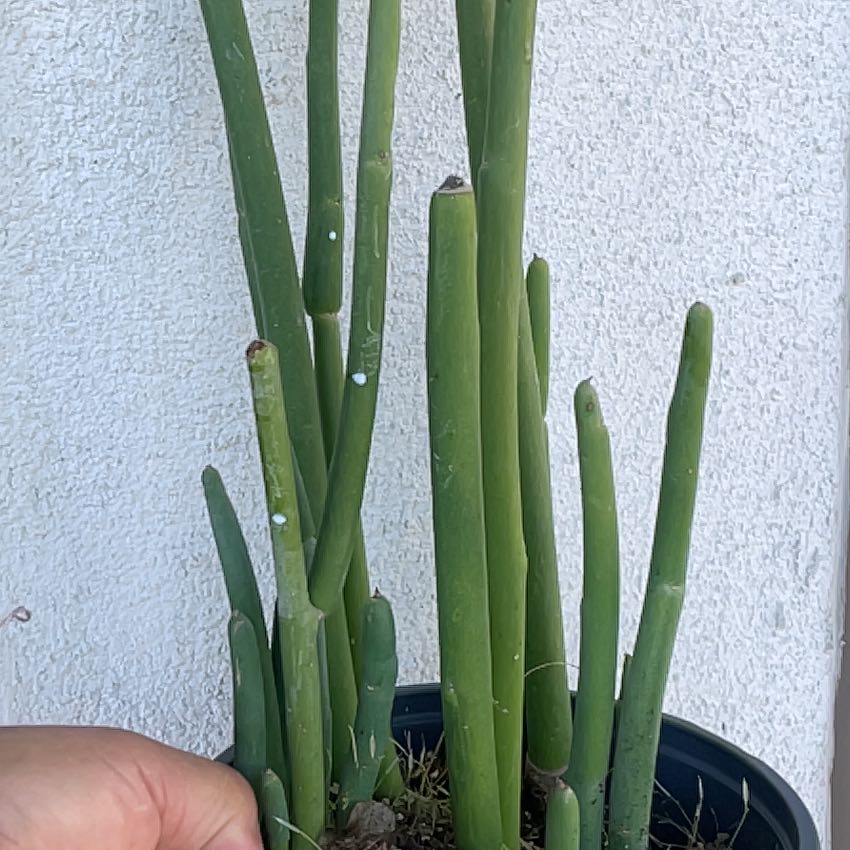 Photo of the plant species Pedilanthus macrocarpus by @RulerGuzmania66 named Slipper Plant on Greg, the plant care app