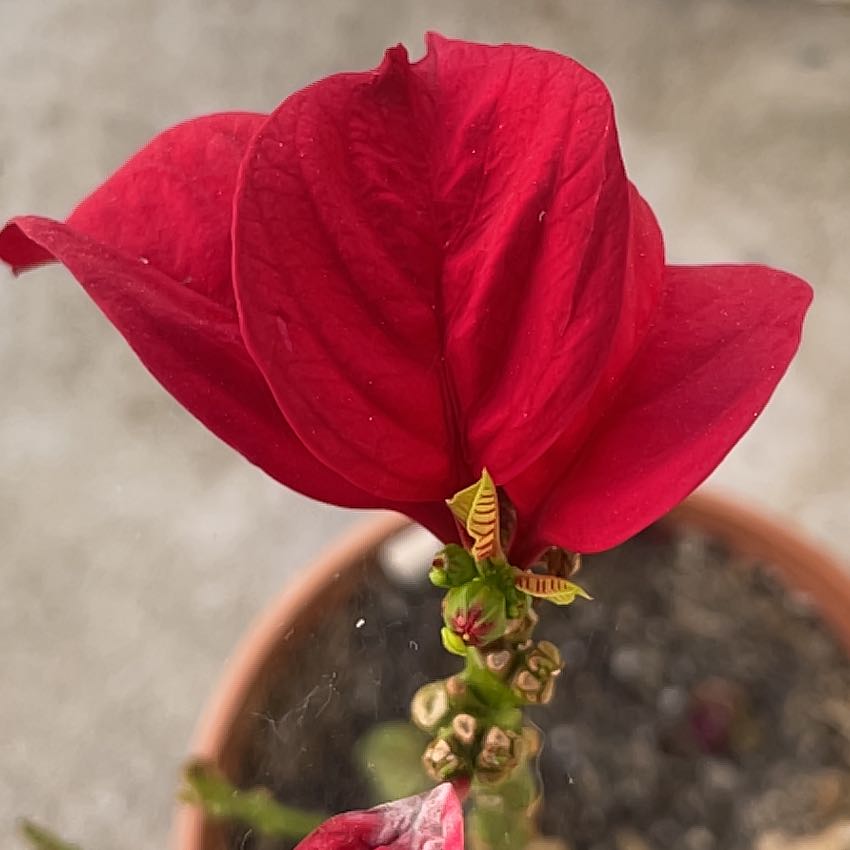 Photo of the plant species Poinsettia 'Winter Rose Red' by @RulerGuzmania66 named Kerilynn on Greg, the plant care app