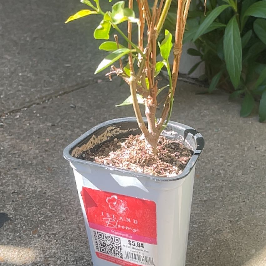 Photo of the plant species Aloha Mandevilla by @EpitomeBlinks53 named Shakira on Greg, the plant care app