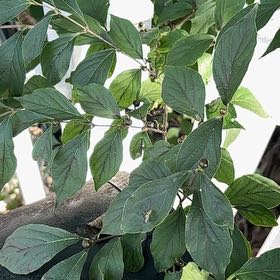 Photo of the plant species Amur Honeysuckle by @WinFrogfruit4 named Gregarious on Greg, the plant care app