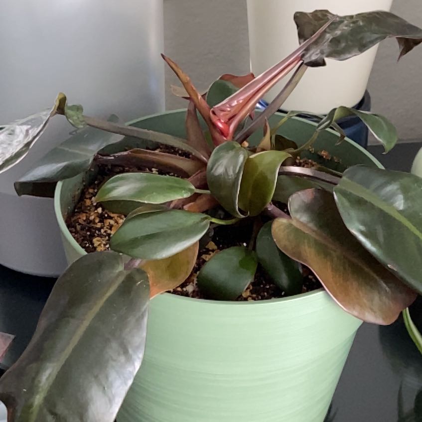 Photo of the plant species Philodendron 'Black Cardinal' by @AceDyebush63 named Sol on Greg, the plant care app