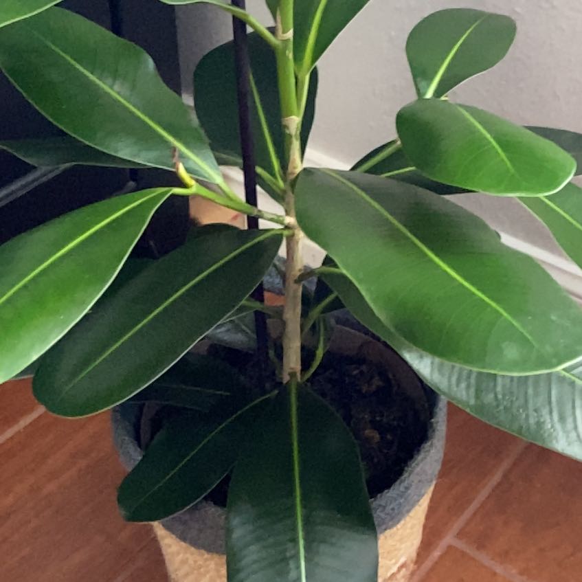 Photo of the plant species Ficus Joy by @AceDyebush63 named Navajo on Greg, the plant care app