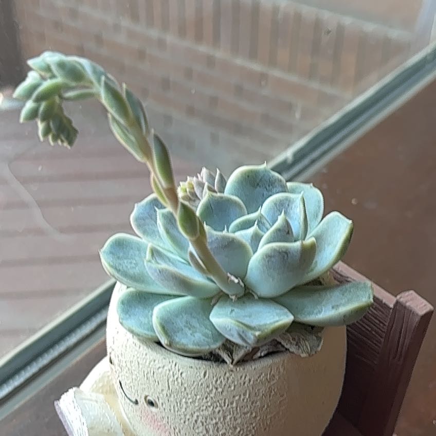 Photo of the plant species Echeveria Hybrid by @AboveboardCat9 named Ulysses S Plant on Greg, the plant care app