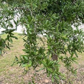 Photo of the plant species Southern Live Oak by @CalmSedumogon65 named Sonora on Greg, the plant care app