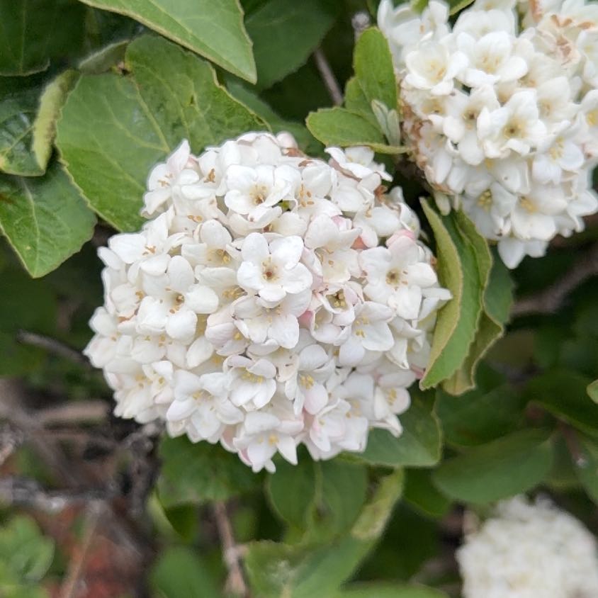 Photo of the plant species Wayfaring Tree Viburnum by @LeadHoupara25 named Orlando Bloom on Greg, the plant care app