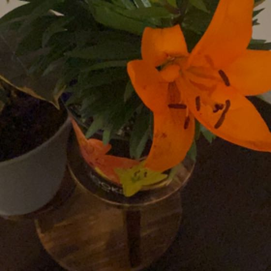 Plant care for Erythronium 'Sahohime' on Greg, the plant care app