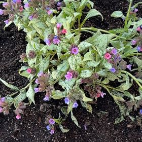 Photo of the plant species Common Lungwort by @ChampKonjac24 named Plummy on Greg, the plant care app