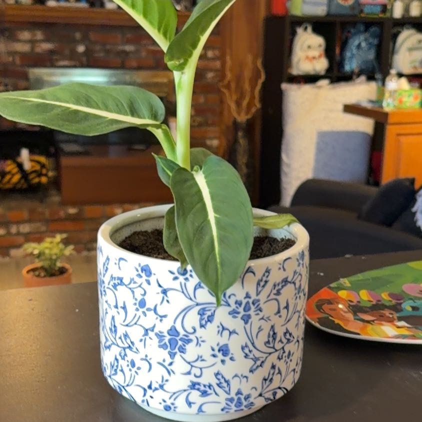 Photo of the plant species Green Magic Dumb Cane by @RuggedChayote67 named Anne on Greg, the plant care app