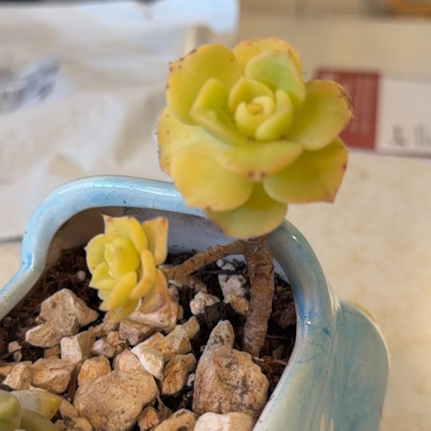 Photo of the plant species Kiwi Aeonium by @RuggedChayote67 named Kendall on Greg, the plant care app