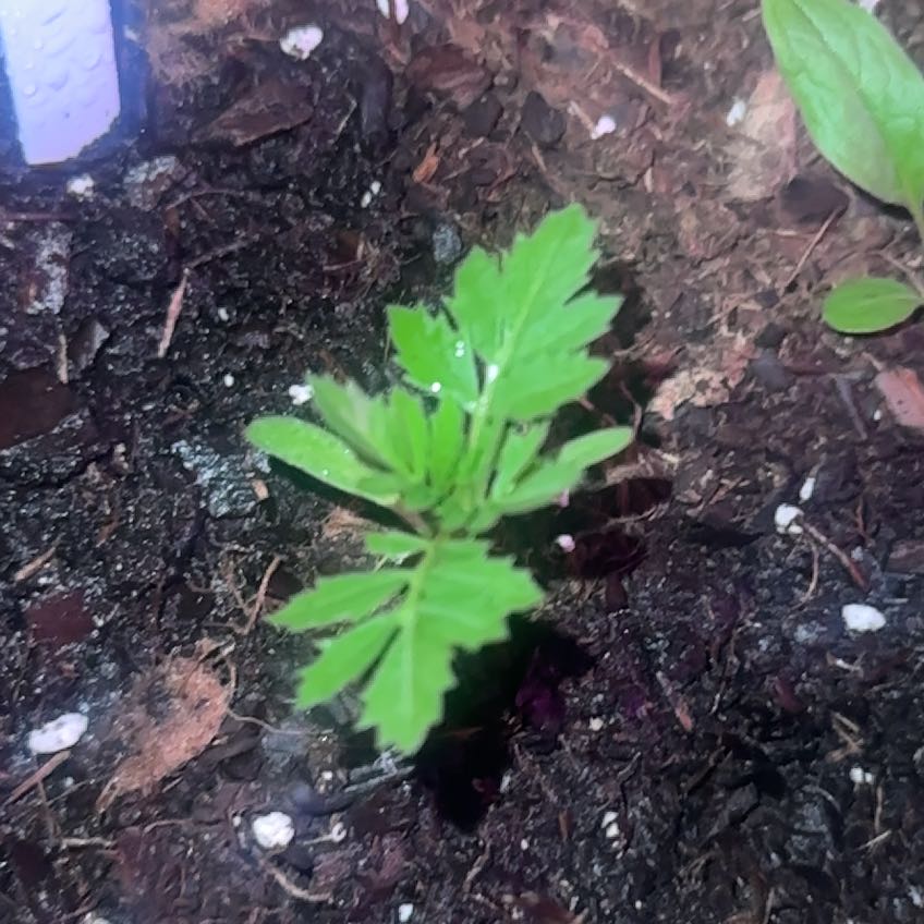 Photo of the plant species French Marigold 'Queen Sophia' by @AceRuby41 named Beyonce on Greg, the plant care app