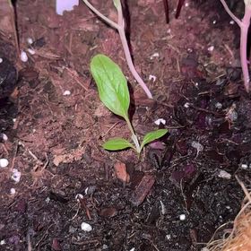 Photo of the plant species Chinese Forget-Me-Not by @AceRuby41 named Sanders on Greg, the plant care app