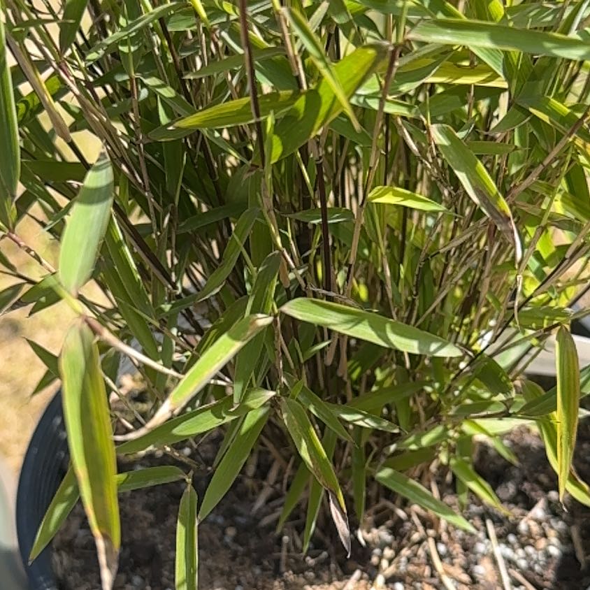 Photo of the plant species Blue Fountain Bamboo by @HeirSeamango19 named Blue Fountain Bamboo on Greg, the plant care app