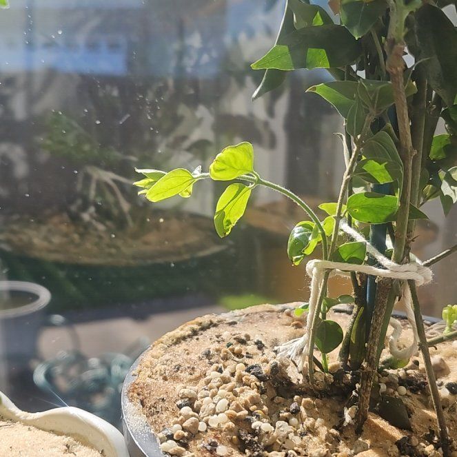 Photo of the plant species Downy Jasmine by @VigilantAlbo48 named Planty on Greg, the plant care app