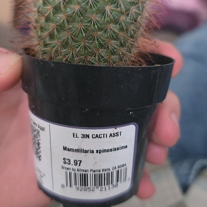 Photo of the plant species Mammilaria Spinosissima by @HardySedge30 named Ulysses S Plant on Greg, the plant care app