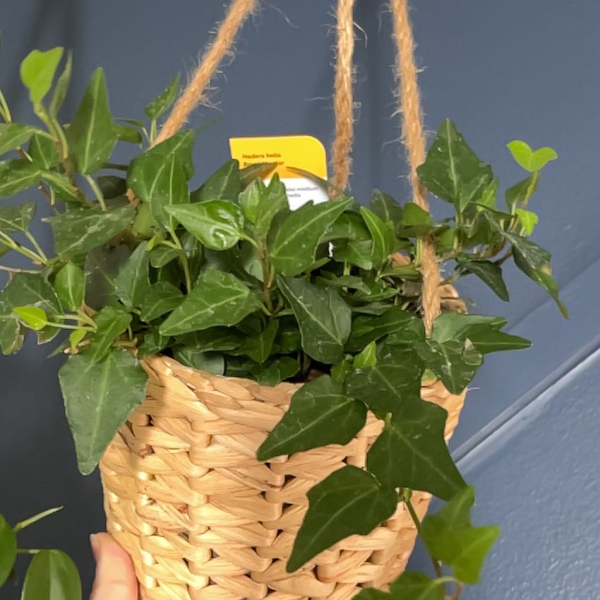Photo of the plant species Royal Hustler Ivy by @SuperbRainbow39 named Kendall on Greg, the plant care app