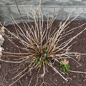 Photo of the plant species Tuff Stuff Red Mountain Hydrangea by @SuperbRainbow39 named Madonna on Greg, the plant care app