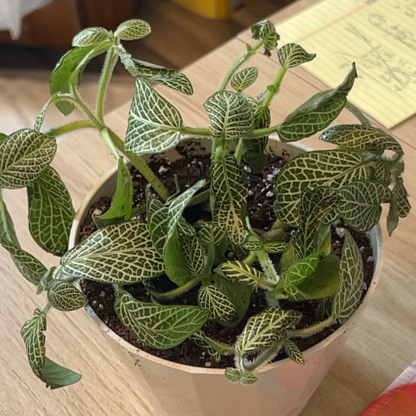 Photo of the plant species Assorted Nerve Plant by @SuperbRainbow39 named Gobi on Greg, the plant care app
