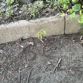Photo of the plant species Ailanthus Altissima by @LordNoognug0 named Athena on Greg, the plant care app