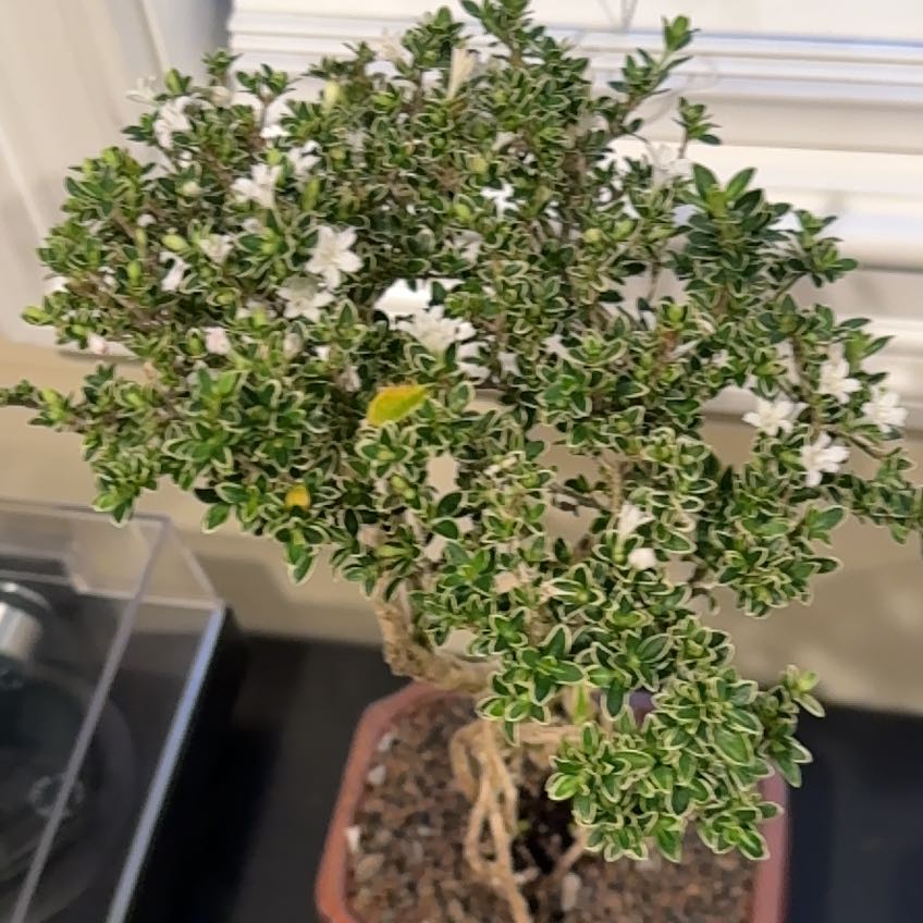 Photo of the plant species Mount Fuji Serissa by @MerryZelkova28 named Leaf Erickson on Greg, the plant care app