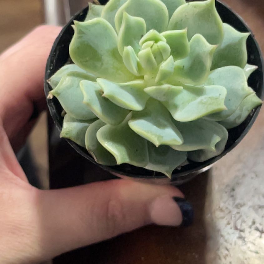 Photo of the plant species Echeveria 'Seraphina' by @PromptWoreya35 named Seraphina on Greg, the plant care app