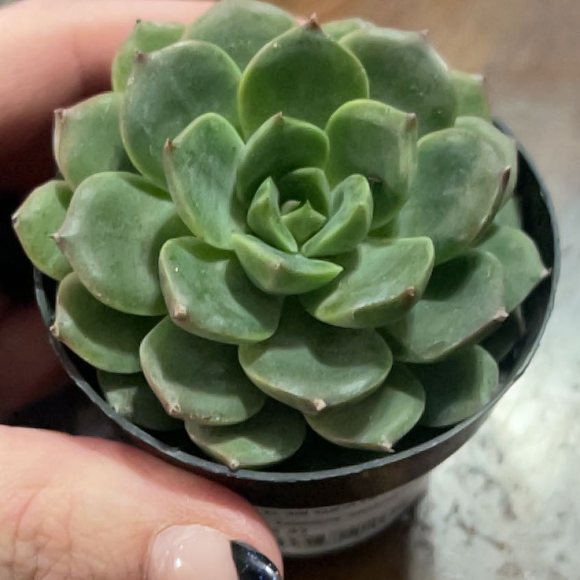 Photo of the plant species Echeveria 'Elfstone' by @PromptWoreya35 named Sproutacus on Greg, the plant care app