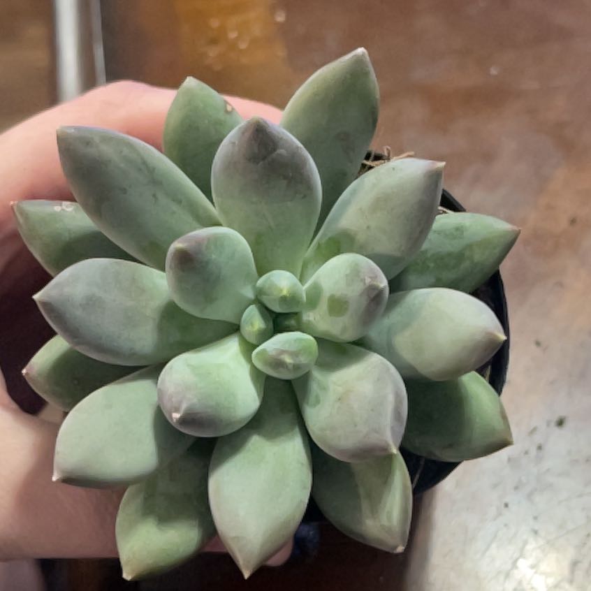 Photo of the plant species Assorted Pachyphytum by @PromptWoreya35 named Zion on Greg, the plant care app