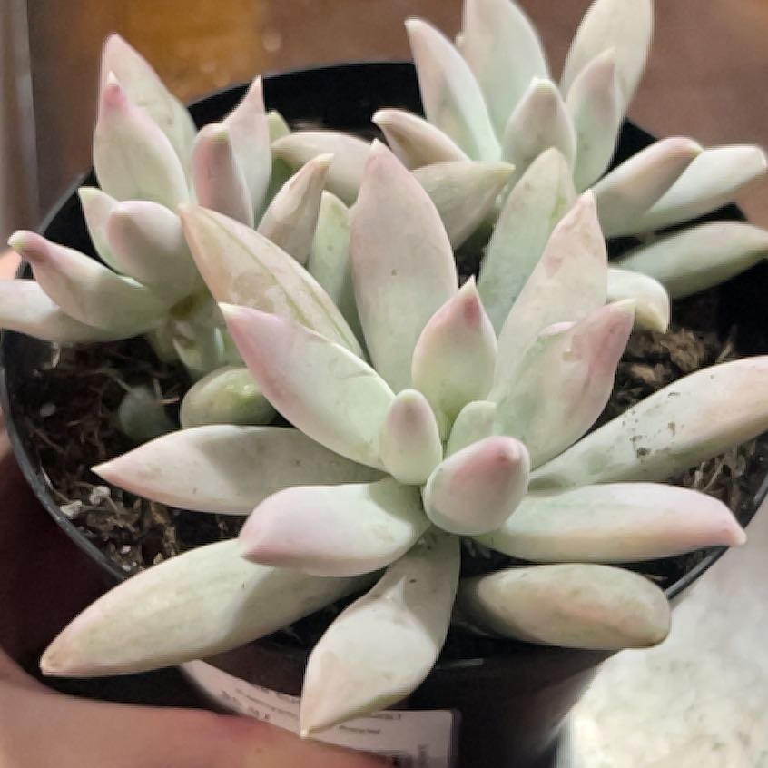Photo of the plant species Assorted Pachyphytum by @PromptWoreya35 named Wall-E on Greg, the plant care app