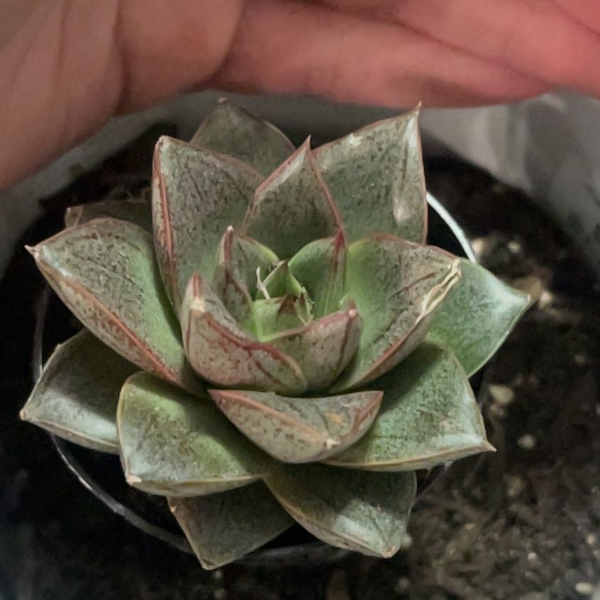 Photo of the plant species Echeveria purpusorum by @PromptWoreya35 named Naomi on Greg, the plant care app